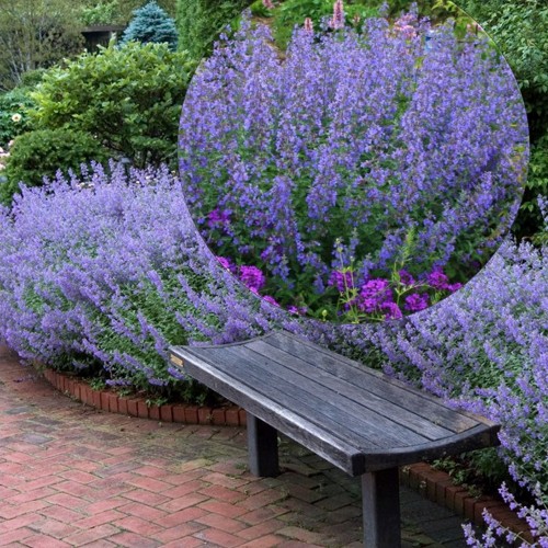 Nepeta racemosa 'Walker's Low' - Mussini naistenõges 'Walker's Low' P9/0,55L